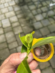 Aphids