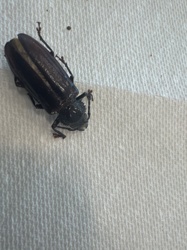 Broad-necked Root Borer