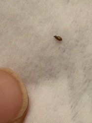 Sawtoothed Grain Beetle