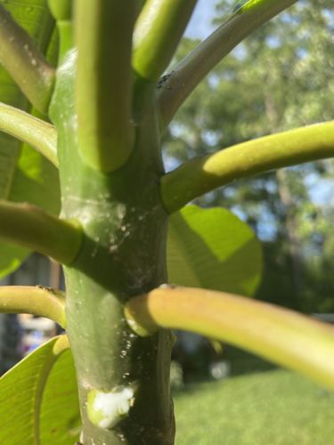 Mealybug
