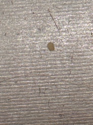 Unidentifiable Speck