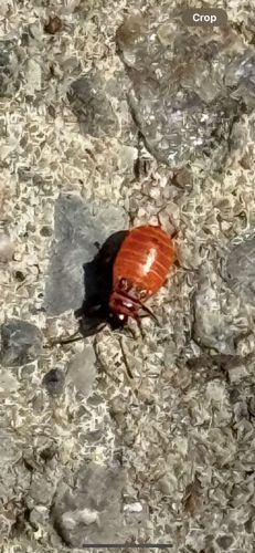 Soft Scale Insect