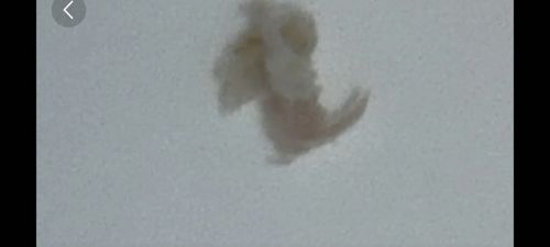 Woolly Aphid