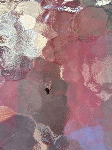 Brown Marmorated Stink Bug