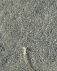 Symphylan (Garden Centipede)