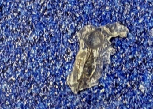 Bed Bug (identifying based on shed exoskeleton/casing)