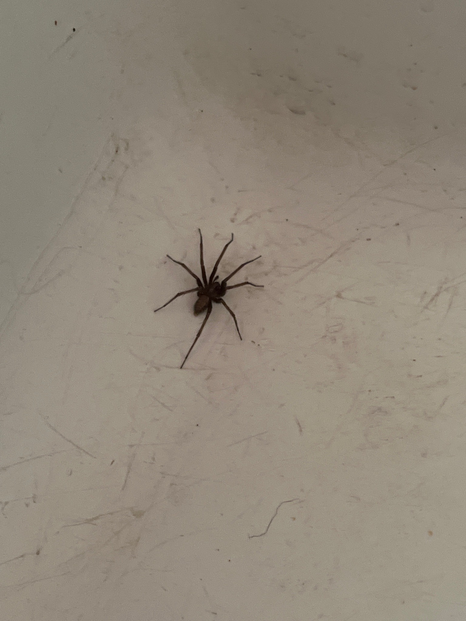 Barn Funnel Weaver