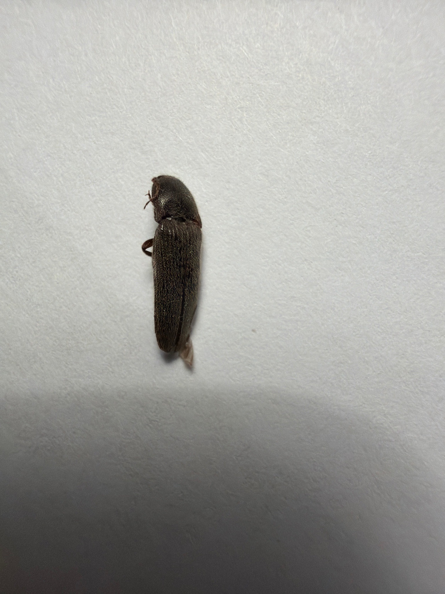 Click Beetle