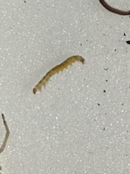 Fungus Gnat Larva