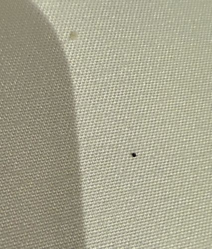 Bed Bug (Fecal Spot)