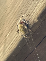 Orb Weaver Spider