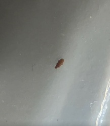 Red flour beetle