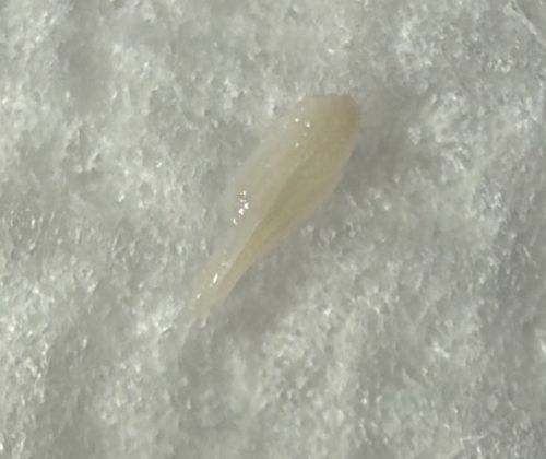 Drain fly larva