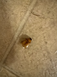 May Beetle (or June Bug)