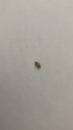 Carpet Beetle (likely Varied or Black Carpet Beetle)