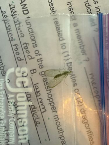 Green Lacewing