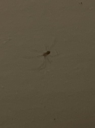 Cellar Spider / Daddy Long-legs Spider