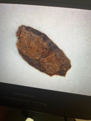 Case-Bearing Moth Larva (likely household casebearer or similar)