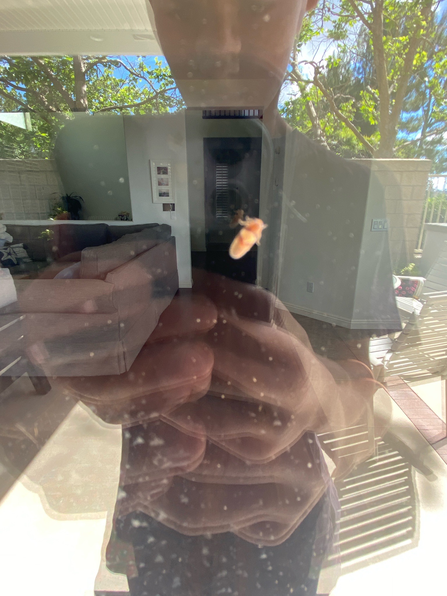 Candy-striped Leafhopper