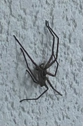 Wall Spider