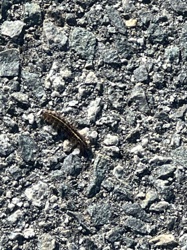 Tiger Moth Caterpillar