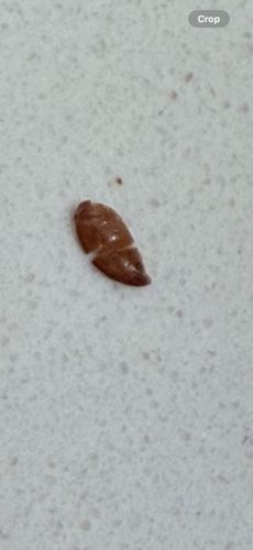 Moth Pupa / Case-bearing Moth Larva