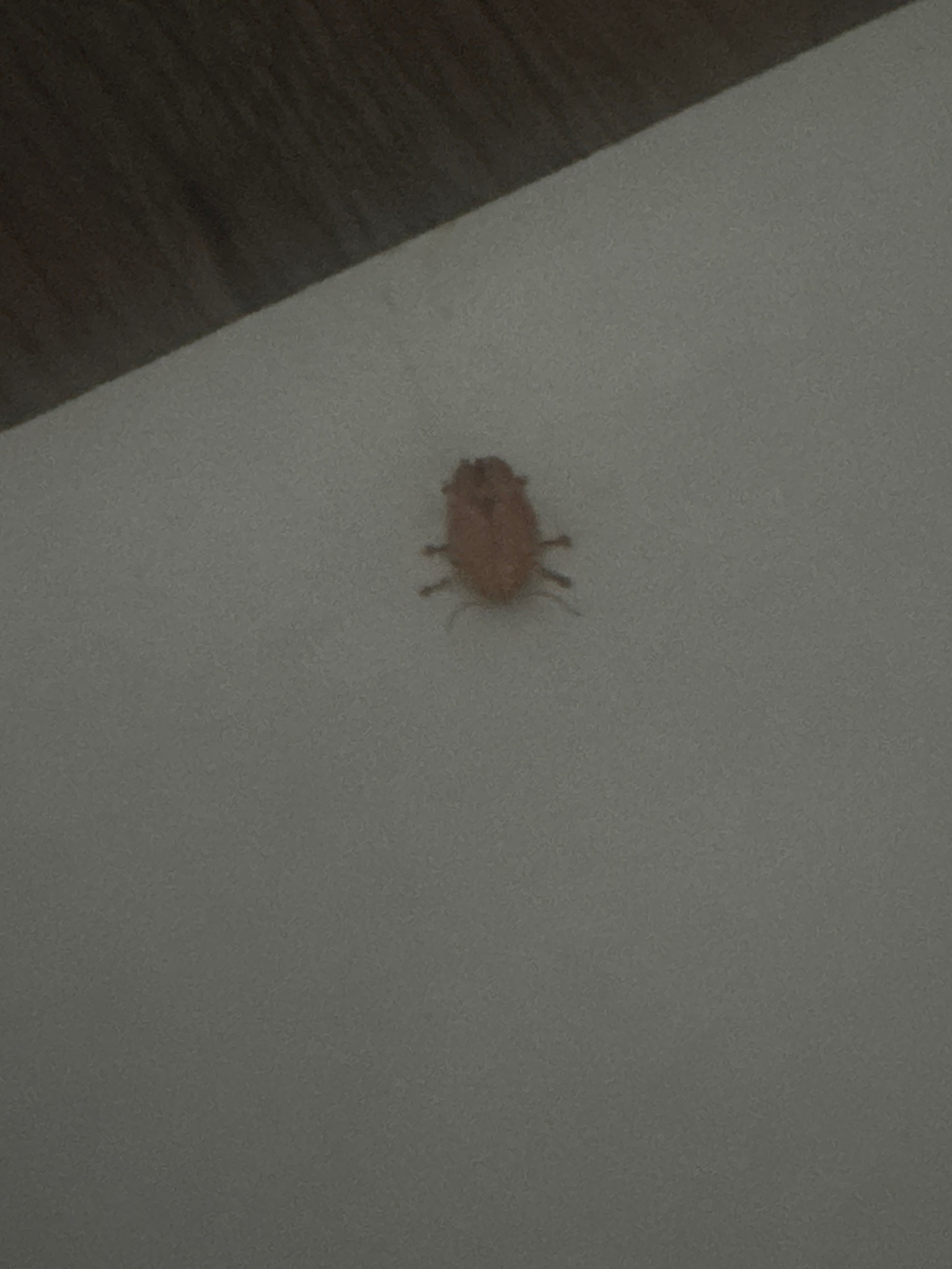 Hide beetle