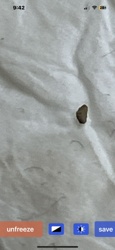 Carpet Beetle (Larva)