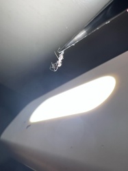 Tussock Moth Caterpillar (shed skin/exuvia)