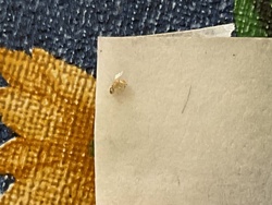 Fungus Gnat