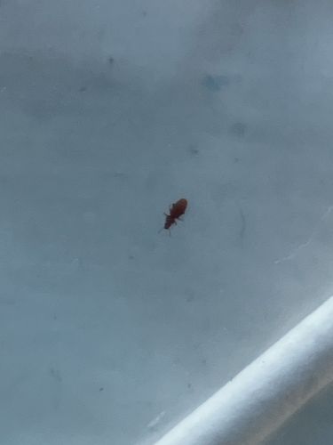 Sawtoothed Grain Beetle