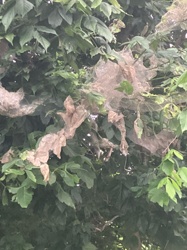 Fall Webworm
