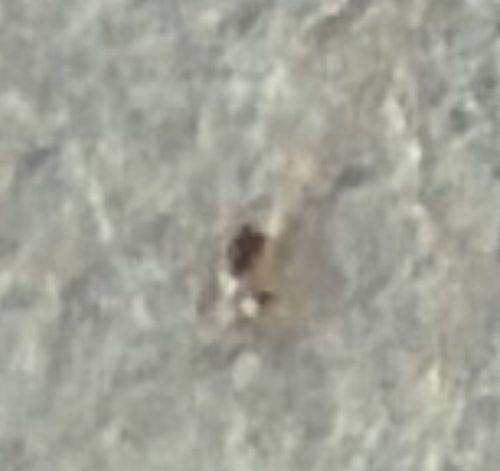 Household Casebearer (or Plaster Bagworm)