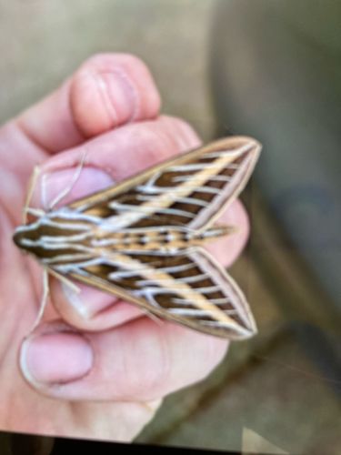 White-lined Sphinx Moth