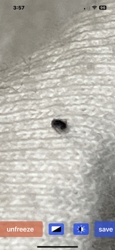 Carpet Beetle