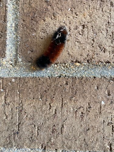 Woolly Bear Caterpillar (Banded Woolly Bear)