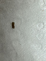 Household Casebearer Moth (larva)