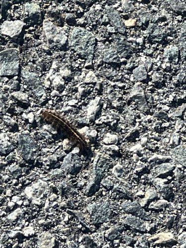 Tiger Moth Caterpillar