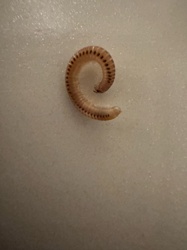 Millipede