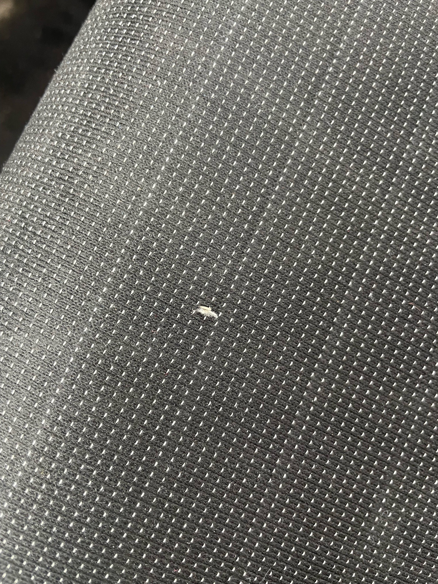 Silverfish