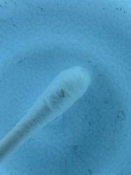 Fruit Fly Larva (Maggot)