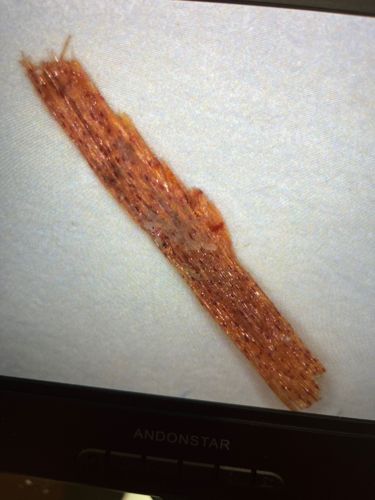 Leatherjacket larva (Crane Fly Larva)