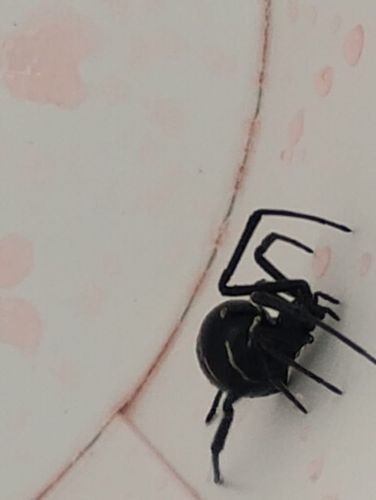 Black Widow Spider