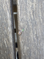 Slug worm / Sawfly larva