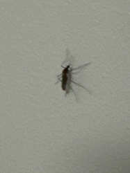 Mosquito