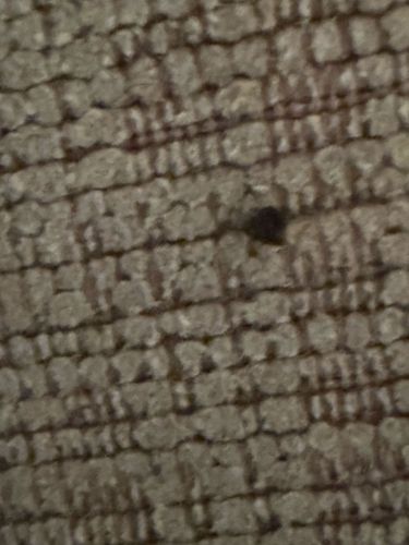 Carpet Beetle (likely Black Carpet Beetle larva or a similar species)