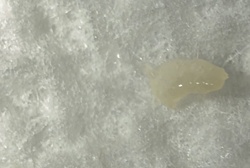 Fly Larva (Maggot)