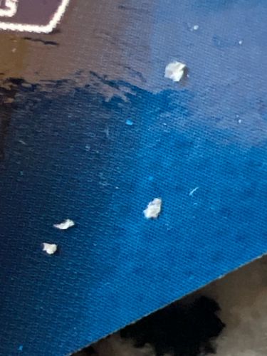 Carpet Beetle larvae casing or frass