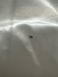 Booklouse (or Psocid)