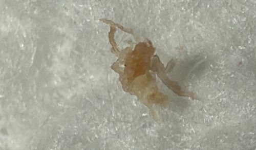 Bird Mite (or possibly Rodent Mite)